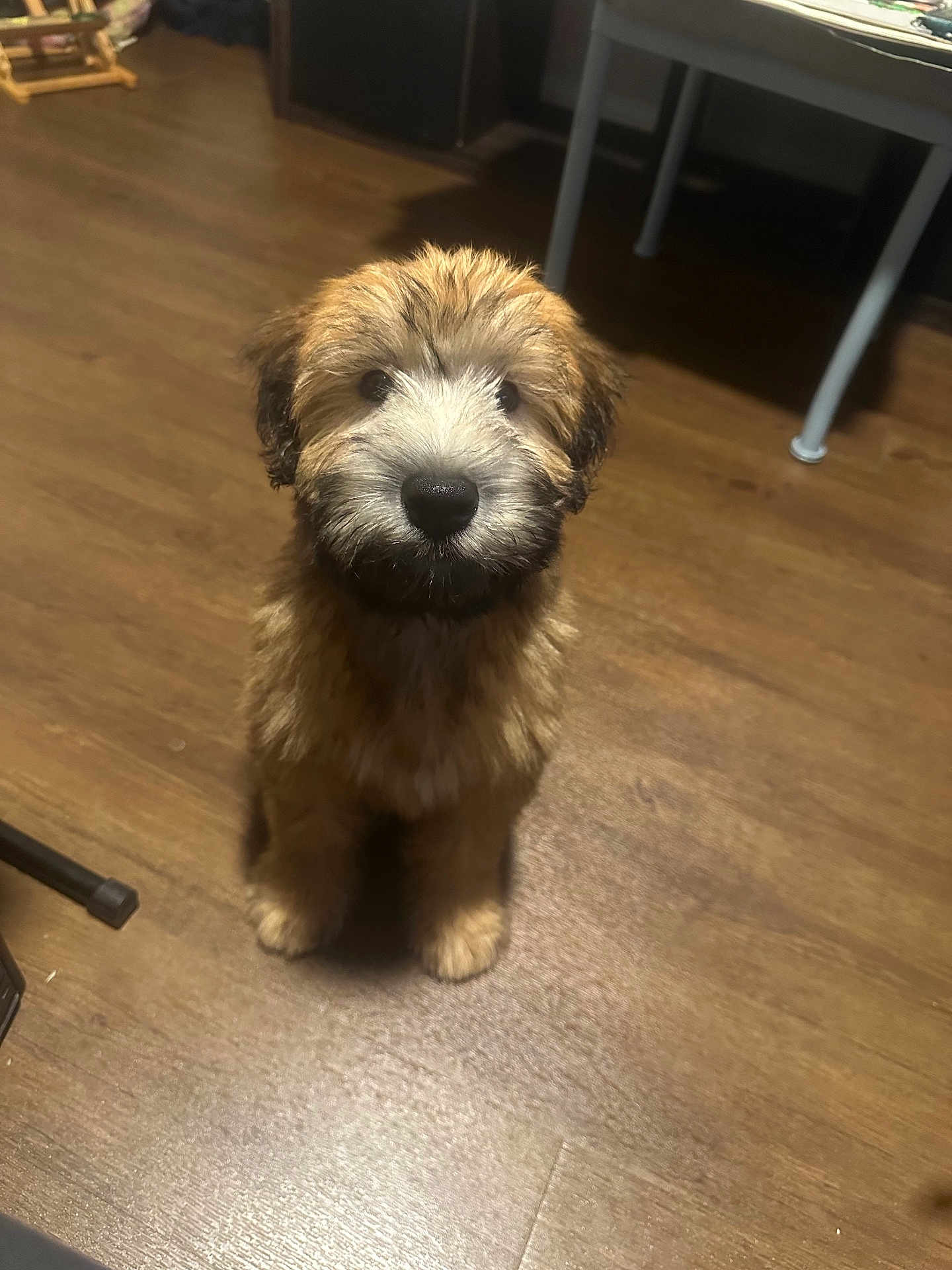 Teddy is registered to the contest to win money with this photo: puppy, dog, pet, indoor, wooden_floor, fur, cute, animal, young, sitting, looking_up, brown, white, adorable, furniture, cozy, domestic, companion, canine, small