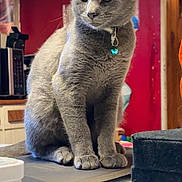 Minuit a rejoint le concours — aidez-le/la à gagner de superbes lots ! cat, gray_cat, pet, indoor, table, collar, bell, feline, household, kitchen, domestic_animal, animal, sitting, fur, whiskers, paws, portrait, looking_away, background_photos, wood