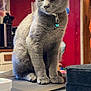 cat, gray_cat, pet, indoor, table, collar, bell, feline, household, kitchen, domestic_animal, animal, sitting, fur, whiskers, paws, portrait, looking_away, background_photos, wood