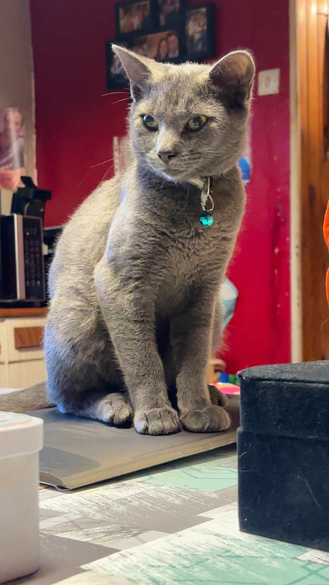Minuit a rejoint le concours — aidez-le/la à gagner de superbes lots ! cat, gray_cat, pet, indoor, table, collar, bell, feline, household, kitchen, domestic_animal, animal, sitting, fur, whiskers, paws, portrait, looking_away, background_photos, wood