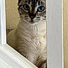 cat, kitten, animal, pet, feline, blue_eyes, tabby, fur, whiskers, ears, nose, portrait, close_up, peeking, doorway, door_frame, indoor, home, white_trim, curious