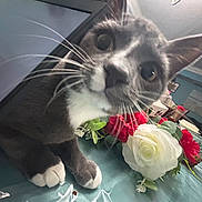 Dusty is registered to the contest to win money with this photo: cat, curious, whiskers, white_paws, flowers, bouquet, red_flowers, white_flower, tablecloth, indoor, pet, close_up, domestic_cat, feline, household, curious_look, table, decor, gray_cat