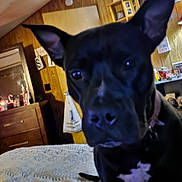 Ellie Mae joined the competition — help win amazing prizes! dog, black_dog, pet, bed, blanket, wood_paneling, indoor, furniture, shelf, decor, ear, white_patch, collar, closeup, canine, animal, room, candid, cozy, house