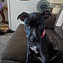 Ellie Mae is registered to the contest to win money with this photo: puppy, dog, black_dog, pet, indoor, living_room, couch, furniture, fan, lamp, photo_frames, carpet, table, shoe, collar, curious, sitting, close_up, young_dog, domestic_animal