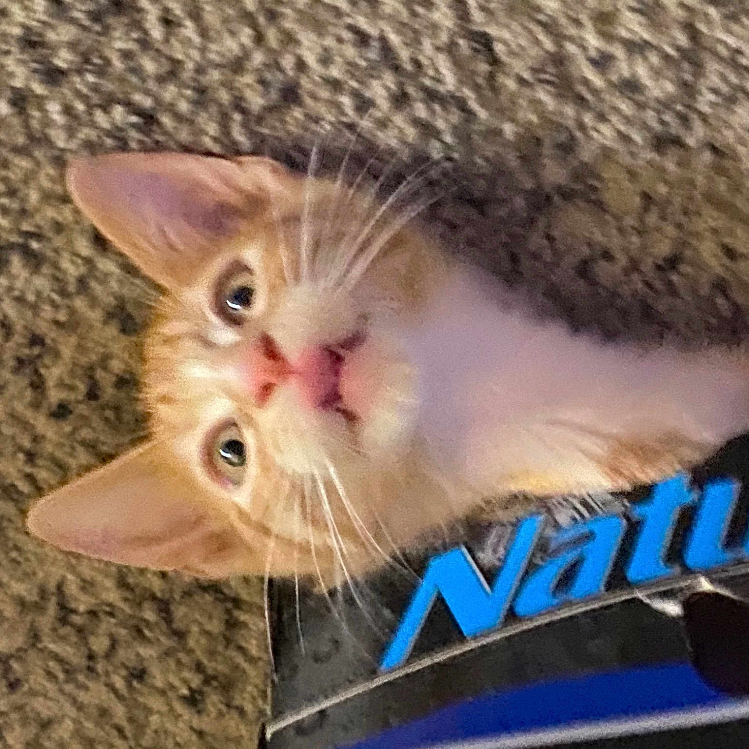 Chance is registered to the contest to win money with this photo: carnivore, cat, collar, domestic_short_haired_cat, electric_blue, fawn, felidae, fur, paw, photo_caption, small_to_medium_sized_cats, snout, tail, whiskers