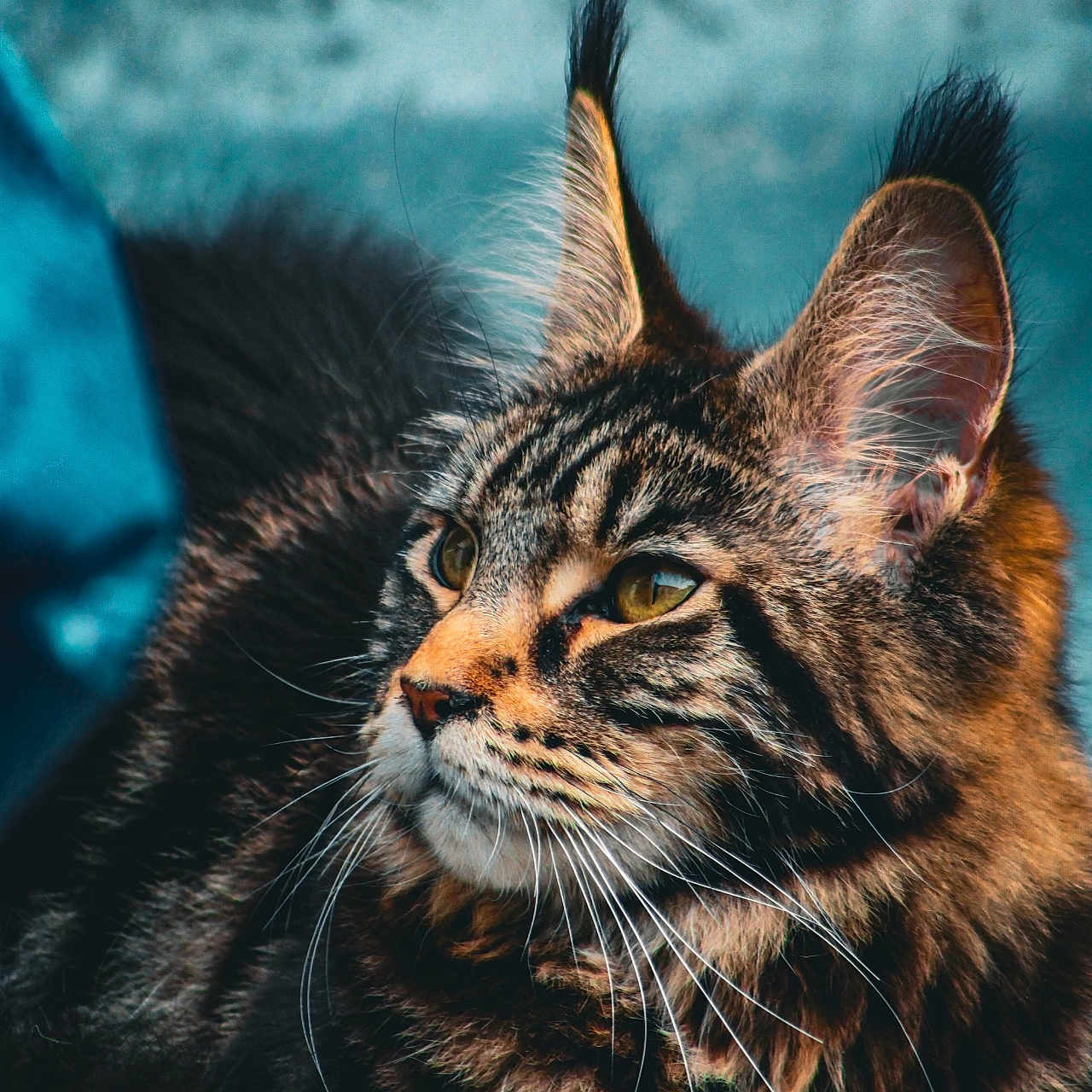 Una participe au concours pour gagner de l'argent avec cette photo : abyssinian, angora, animal, bodypart, cat, egyptiancat, face, head, kitten, manx, mouth, ocelot, person, pet, photography, portrait, sleeping, snout, tiger