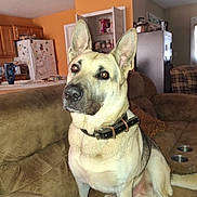 Zues joined the competition — help win amazing prizes! dog, german_shepherd, pet, indoor, living_room, couch, furniture, brown, alert, ears, canine, collar, household, kitchen, pantry, door, refrigerator, cupholder, carpet, window