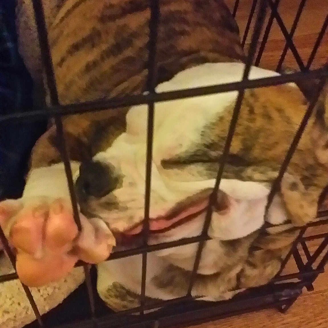 Bubba