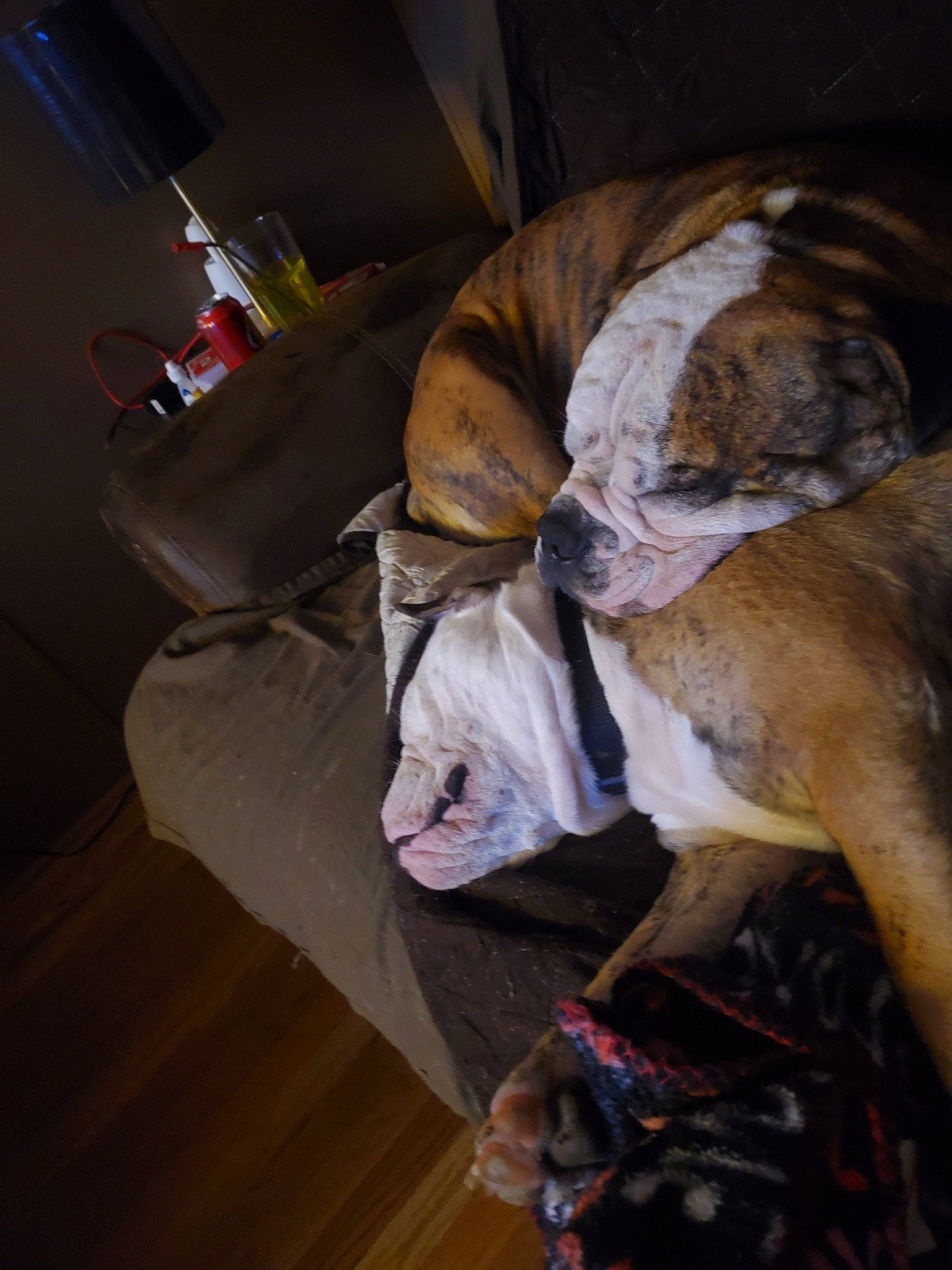 Bubba is registered to the contest to win money with this photo: canidae, carnivore, dog, fawn, non_sporting_group, sporting_group