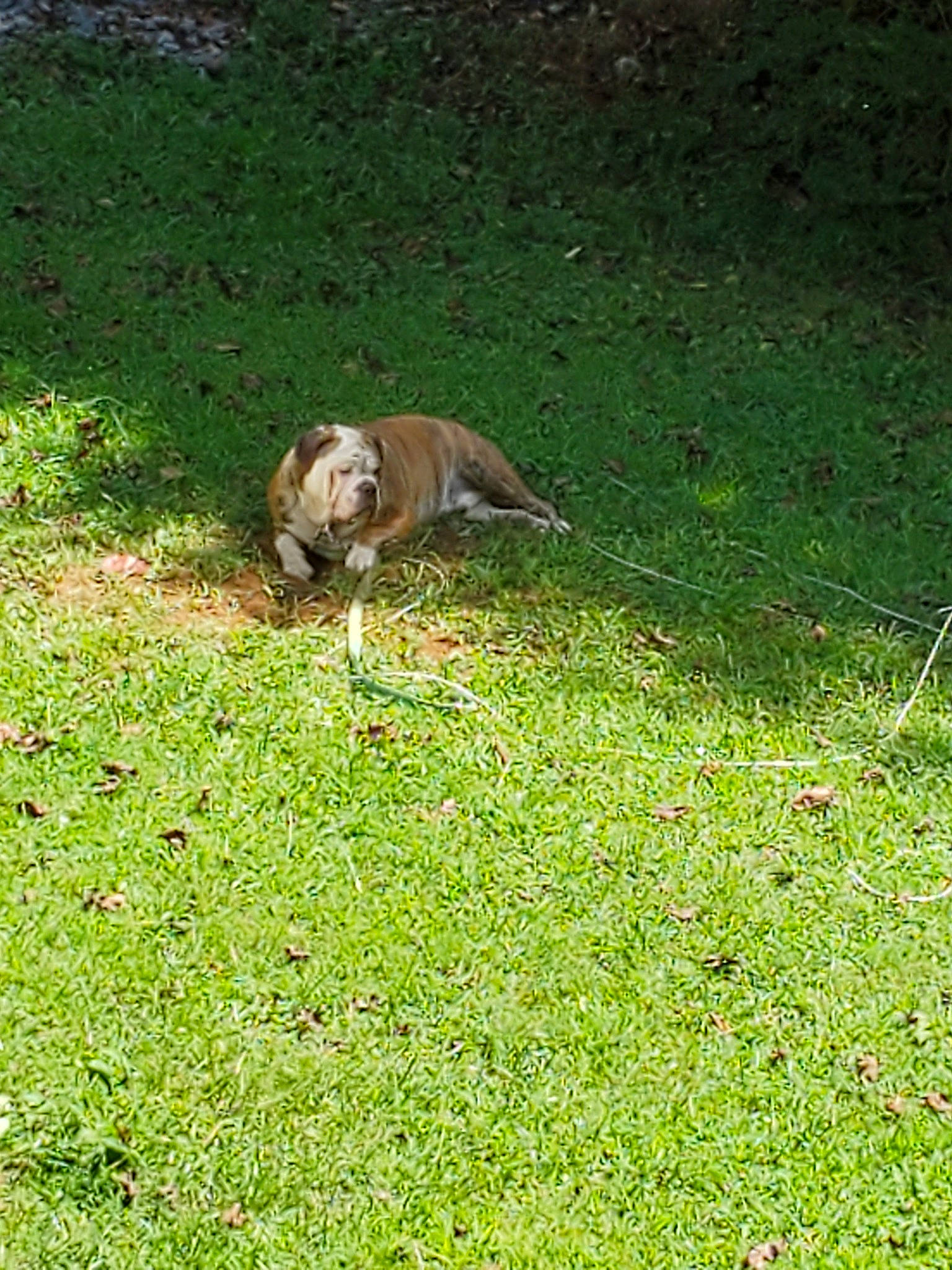 Bubba is registered to the contest to win money with this photo: canidae, carnivore, fawn, grass