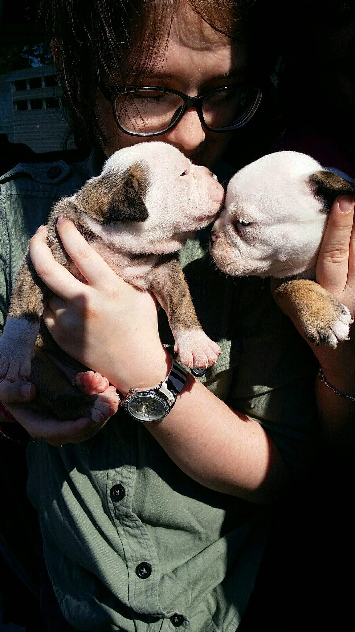 Bubba is registered to the contest to win money with this photo: american_bulldog, australian_bulldog, boston_terrier, bulldog, canidae, carnivore, companion_dog, dog, dog_breed, fawn, mammal, non_sporting_group, old_english_bulldog, olde_english_bulldogge, pit_bull, pug, puppy, puppy_love, snout, valley_bulldog