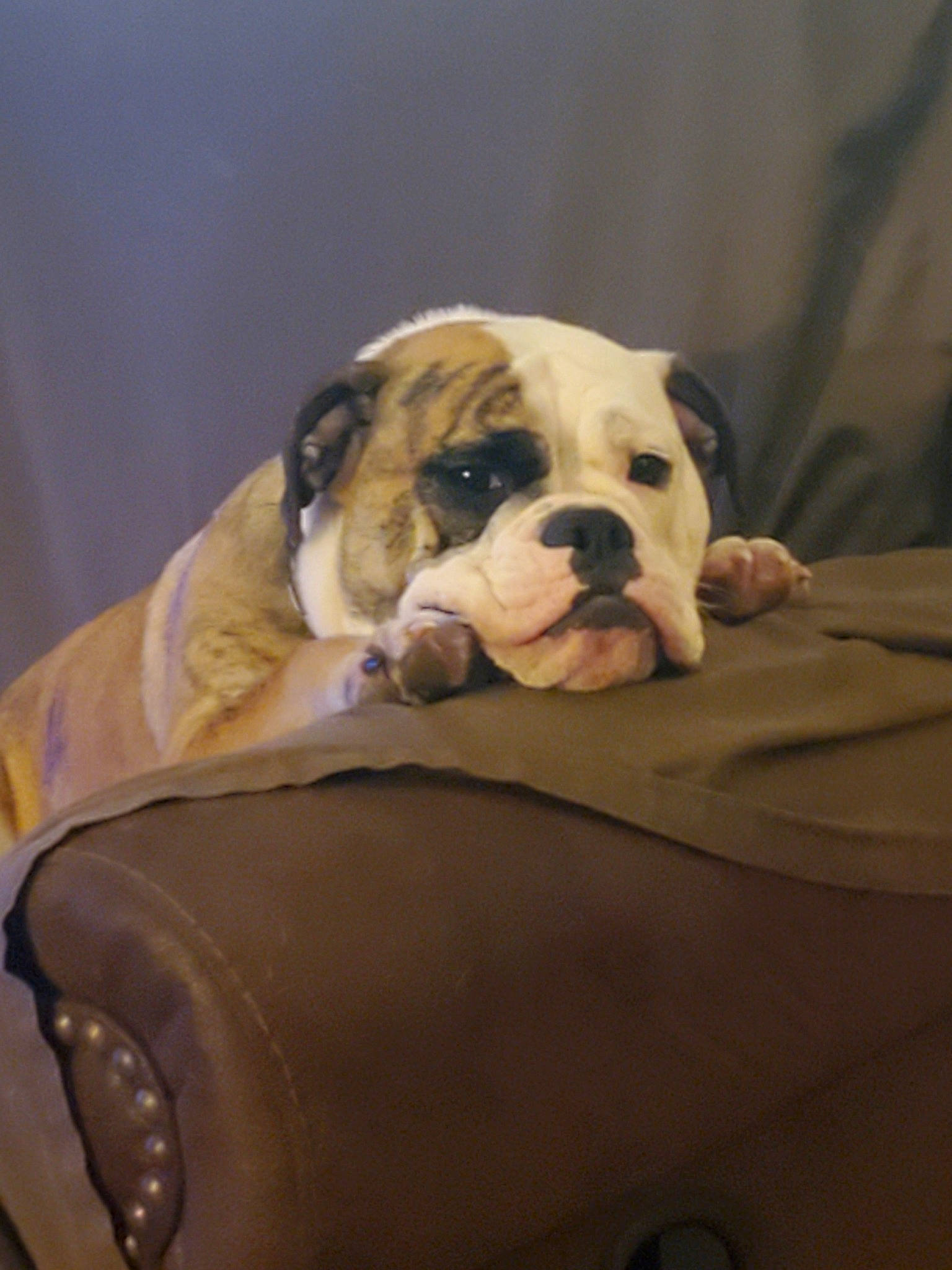 Belle is registered to the contest to win money with this photo: american_bulldog, australian_bulldog, british_bulldogs, bulldog, canidae, carnivore, companion_dog, dog, dog_breed, fawn, non_sporting_group, old_english_bulldog, olde_english_bulldogge, puppy, puppy_love, rare_breed_dog, skin, snout, toy_bulldog, white_english_bulldog