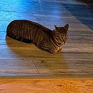 Miss Kitty joined the competition — help win amazing prizes! cat, tabby, animal, pet, indoor, wooden_floor, striped, feline, resting, cute, tongue_out, shadow, flooring, domestic, mammal, laying_down, whiskers, ears, fur, home