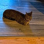cat, tabby, animal, pet, indoor, wooden_floor, striped, feline, resting, cute, tongue_out, shadow, flooring, domestic, mammal, laying_down, whiskers, ears, fur, home