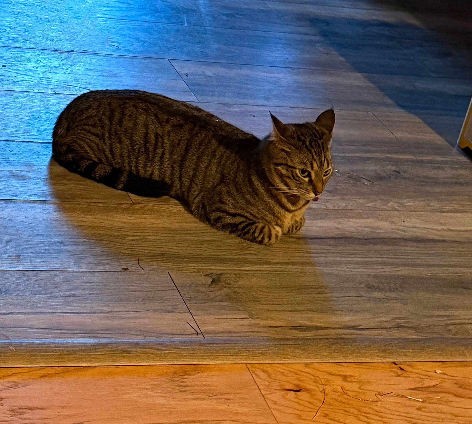 Miss Kitty joined the competition — help win amazing prizes! cat, tabby, animal, pet, indoor, wooden_floor, striped, feline, resting, cute, tongue_out, shadow, flooring, domestic, mammal, laying_down, whiskers, ears, fur, home