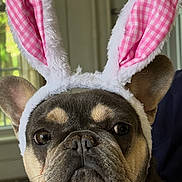 Lola Loo is registered to the contest to win money with this photo: animal, baby, bodypart, boxer, bulldog, canine, dog, finger, frenchbulldog, hand, person, pet, pitbull, pug, puppy, text