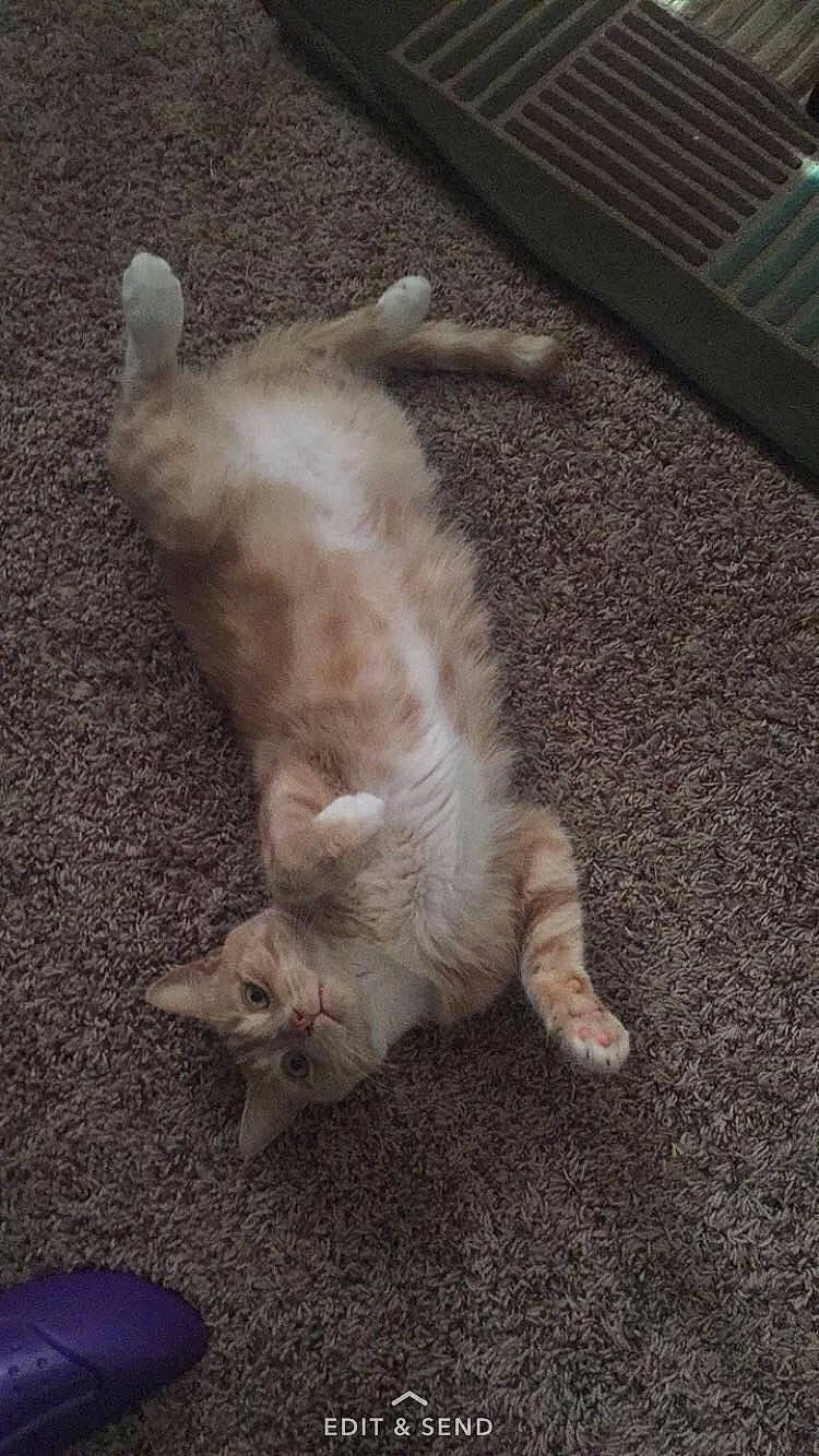 Iggy joined the competition — help win amazing prizes! asphalt, canidae, carnivore, cat, claw, companion_dog, dog_breed, domestic_short_haired_cat, fawn, felidae, flooring, foot, fur, paw, road_surface, small_to_medium_sized_cats, snout, tail, whiskers