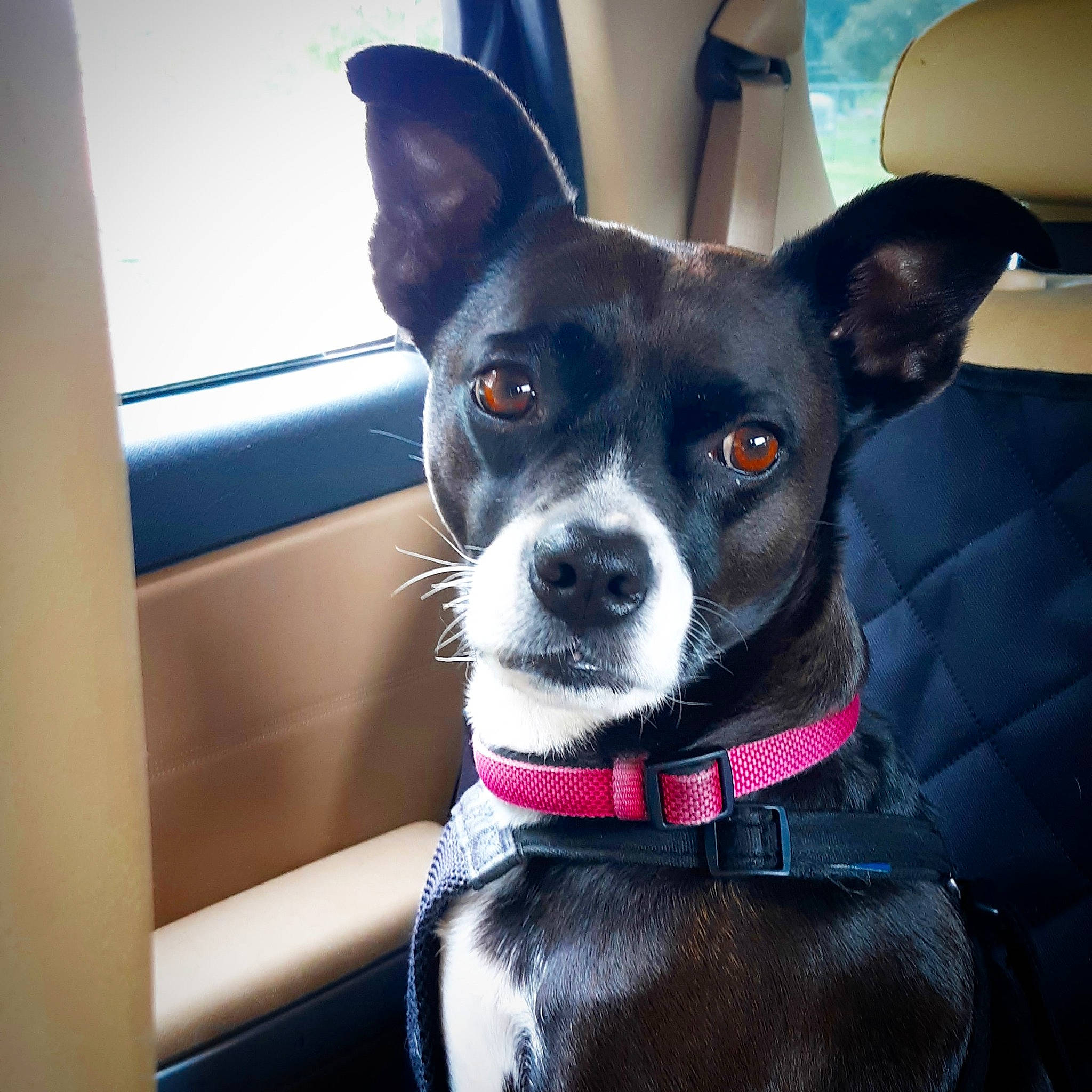 Daisy joined the competition — help win amazing prizes! bow_tie, canidae, carnivore, collar, companion_dog, dog, dog_breed, dog_collar, dog_supply, ear, fashion_accessory, fur, leash, mammal, snout, sporting_group, toy_dog, vertebrate, whiskers, working_animal