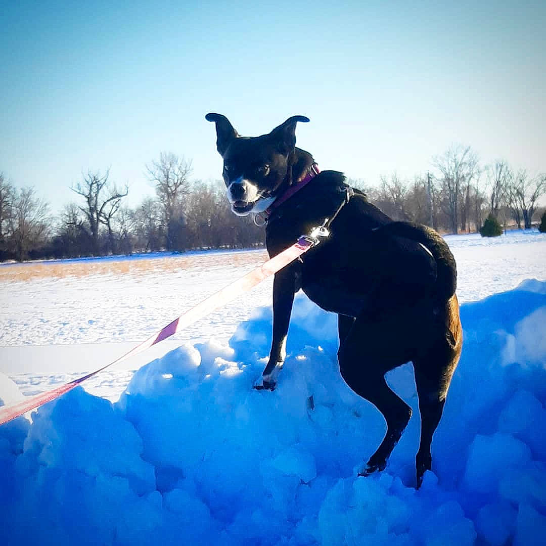 Daisy is registered to the contest to win money with this photo: adventure, canidae, carnivore, collar, dog, dog_breed, dog_collar, dog_supply, electric_blue, freezing, mammal, recreation, sky, slope, snow, sporting_group, tree, vertebrate, winter, working_animal