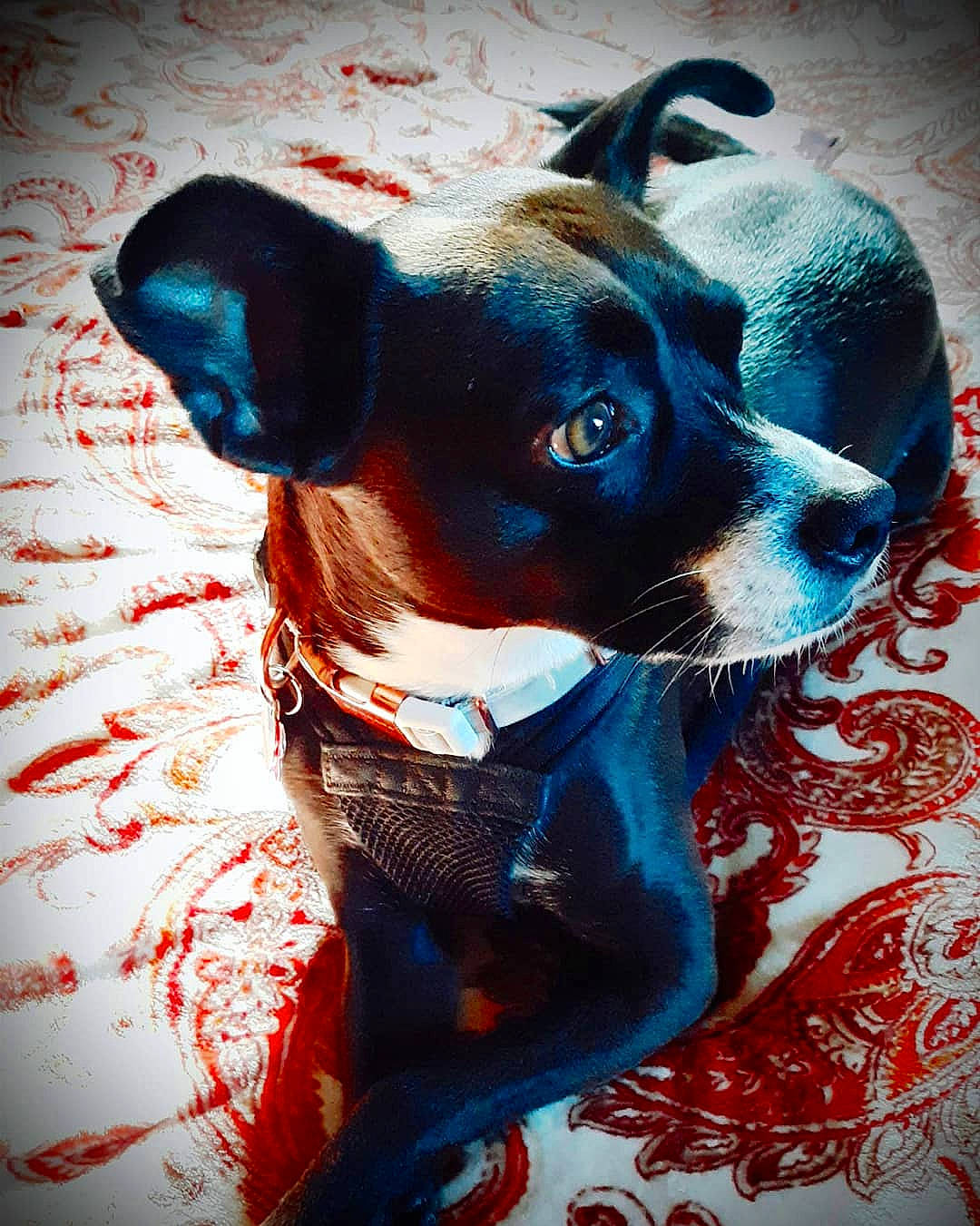 Daisy is registered to the contest to win money with this photo: art, boston_terrier, canidae, carnivore, collar, companion_dog, dog, dog_breed, dog_clothes, dog_collar, dog_supply, electric_blue, fawn, pattern, plant, snout, sporting_group, toy_dog, whiskers, working_animal