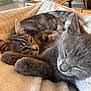 Abby participe au concours pour gagner de l'argent avec cette photo : cat, kitten, sleeping, snuggling, fluffy_blanket, feline, pets, domestic_animal, close_up, resting, cute, gray_cat, striped_cat, soft_texture, indoors, cozy, animal_pair, whiskers, paw, relaxation