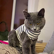 Abby participe au concours pour gagner de l'argent avec cette photo : cat, grey_cat, striped_shirt, pet_clothing, indoor, blanket, feline, curious, cozy, soft_focus, golden_eyes, domestic_animal, animal_portrait, cute, fur, whiskers, ears, paws, resting, household