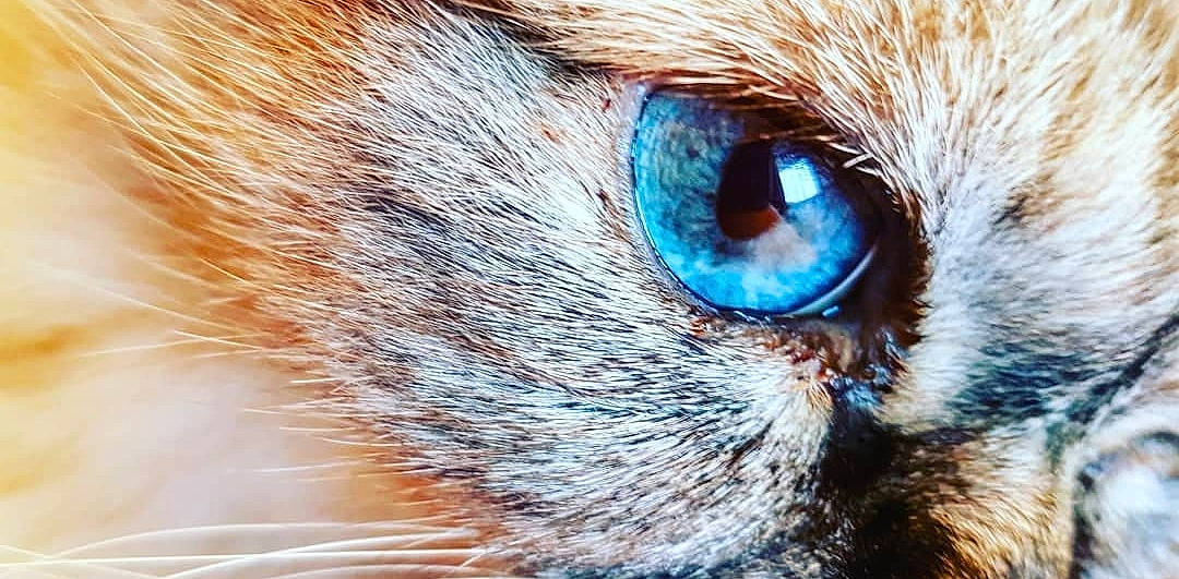 Chakira participe au concours pour gagner de l'argent avec cette photo : carnivore, cat, close_up, curious, domestic_short_haired_cat, ear, electric_blue, eyelash, fawn, felidae, fur, iris, macro_photography, small_to_medium_sized_cats, snout, terrestrial_animal, whiskers, wildlife