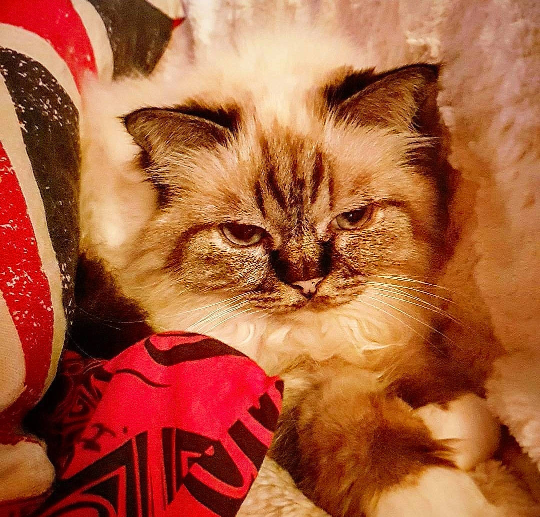 Chakira a rejoint le concours — aidez-le/la à gagner de superbes lots ! carnivore, cat, comfort, domestic_short_haired_cat, event, fawn, felidae, fur, holiday, paw, photo_caption, plant, small_to_medium_sized_cats, snout, terrestrial_animal, whiskers