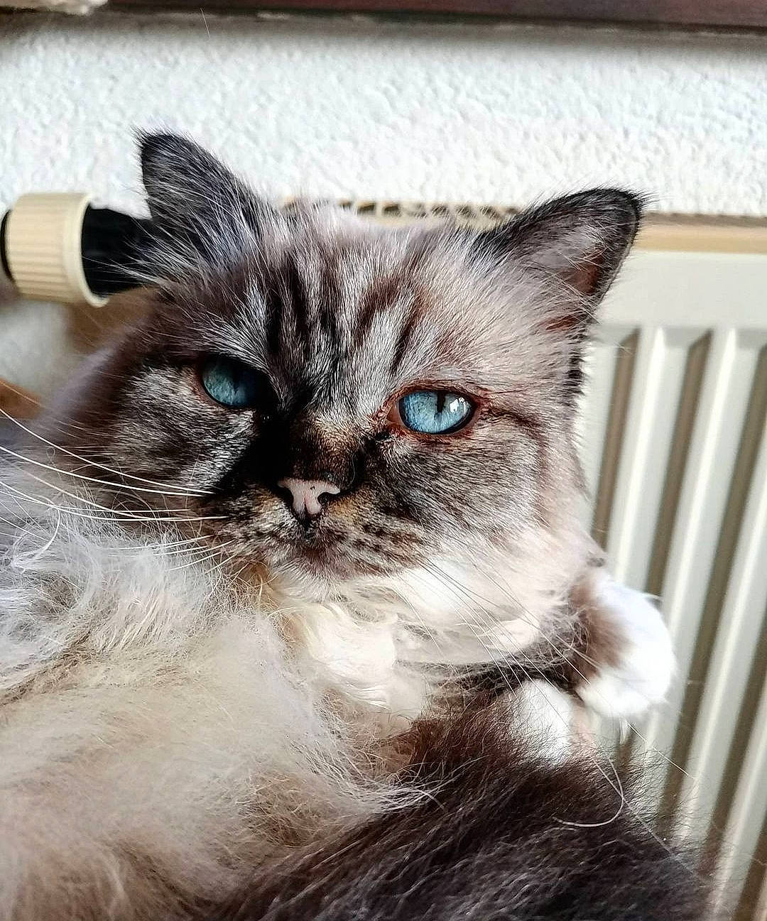 Chakira participe au concours pour gagner de l'argent avec cette photo : carnivore, cat, claw, domestic_short_haired_cat, door, eye, fawn, felidae, fur, head, paw, small_to_medium_sized_cats, snout, tail, terrestrial_animal, thai, tree, whiskers, wildlife, window