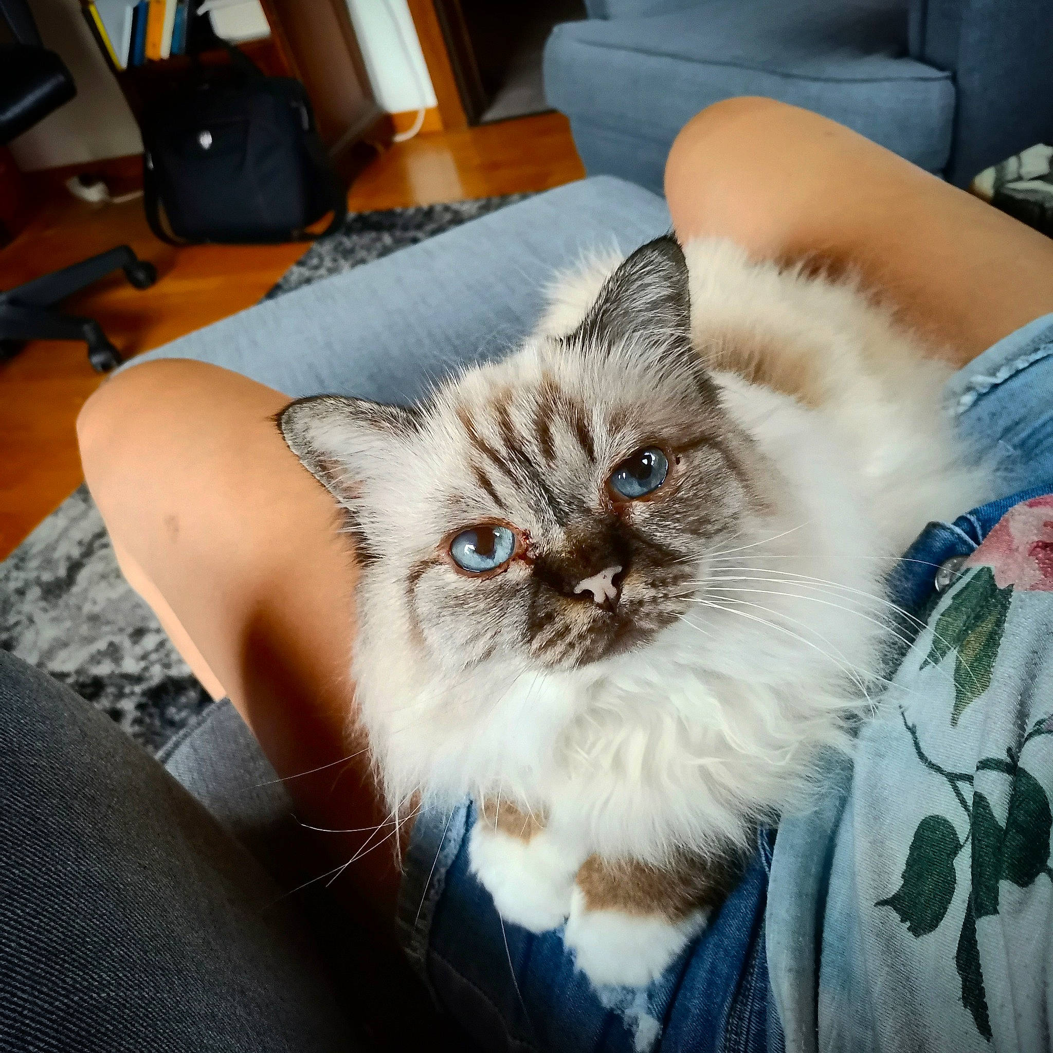 Chakira participe au concours pour gagner de l'argent avec cette photo : box, carnivore, cat, chair, claw, comfort, companion_dog, couch, domestic_short_haired_cat, eye, fawn, felidae, fur, living_room, paw, plant, sitting, small_to_medium_sized_cats, snout, whiskers