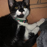 Halo Bowers is registered to the contest to win money with this photo: animal, arm, black_and_white, blanket, cat, closeup, collar, cozy, cute, fur, green_eyes, indoor, kitten, pet, relaxed, resting, soft, tattoo, whiskers, young