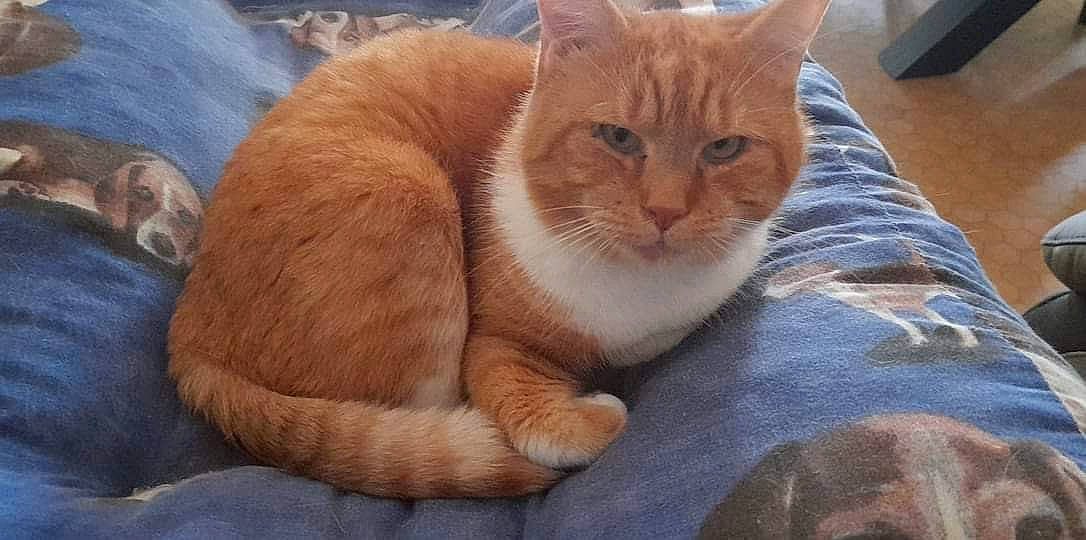 Minouchon a rejoint le concours — aidez-le/la à gagner de superbes lots ! carnivore, cat, cat_supply, claw, comfort, domestic_short_haired_cat, fawn, felidae, fur, nap, paw, sitting, small_to_medium_sized_cats, snout, tail, terrestrial_animal, tree, whiskers, wood, wrinkle