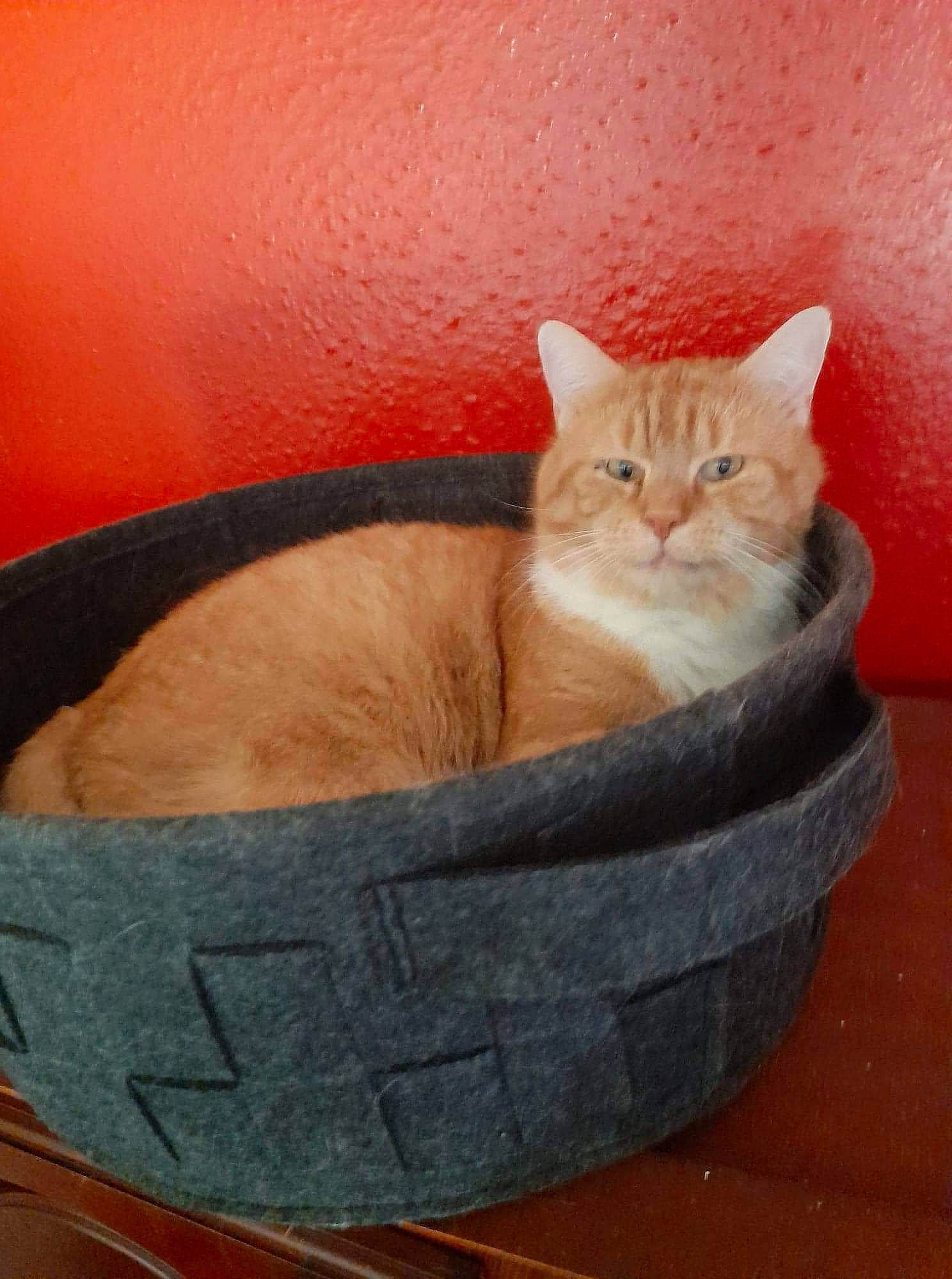 Minouchon a rejoint le concours — aidez-le/la à gagner de superbes lots ! basket, brown, carnivore, cat, cat_bed, cat_supply, comfort, domestic_short_haired_cat, fawn, felidae, fur, hardwood, pet_supply, sitting, small_to_medium_sized_cats, snout, tail, whiskers, window, wood