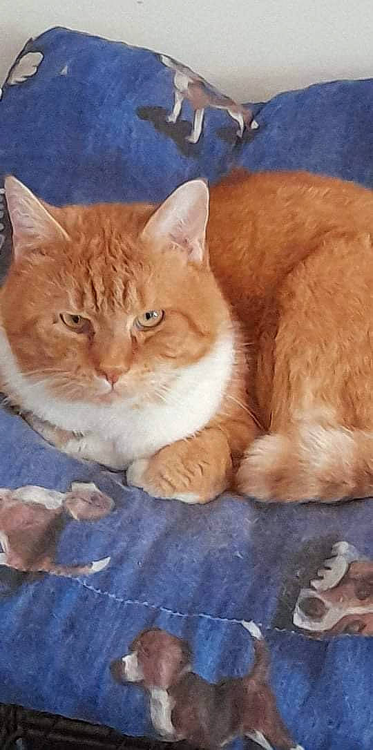 Minouchon a rejoint le concours — aidez-le/la à gagner de superbes lots ! art, carnivore, cat, cat_supply, comfort, domestic_short_haired_cat, fawn, felidae, fur, paw, pet_supply, photo_caption, sitting, small_to_medium_sized_cats, snout, tail, terrestrial_animal, whiskers, window, wood