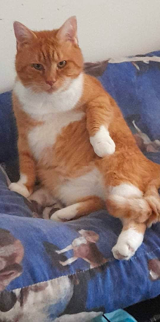 Minouchon participe au concours pour gagner de l'argent avec cette photo : art, carnivore, cat, cat_supply, claw, comfort, domestic_short_haired_cat, fawn, felidae, fur, paw, sitting, small_to_medium_sized_cats, snout, tail, terrestrial_animal, whiskers, wood