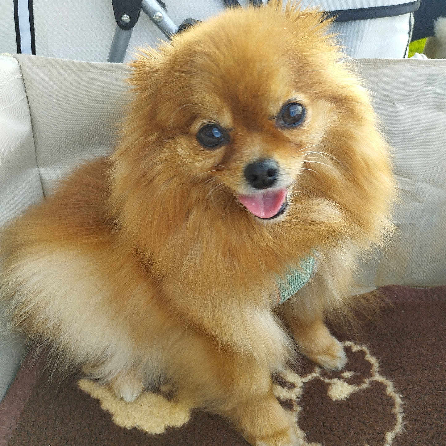 Honora a rejoint le concours — aidez-le/la à gagner de superbes lots ! animal, blanket, brown, canine, closeup, companion, crate, cute, dog, fluffy, furry, happy, indoor, pet, pomeranian, portrait, sitting, small_dog, soft, tongue_out