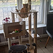 Gribouille a rejoint le concours — aidez-le/la à gagner de superbes lots ! cat, cat_tree, cat_toys, scratching_post, indoor, orange_cat, window, curtains, furniture, floor_tiles, chair, daylight, pet, transparent_bubble, playful, cozy_room, home, animal, resting, cute