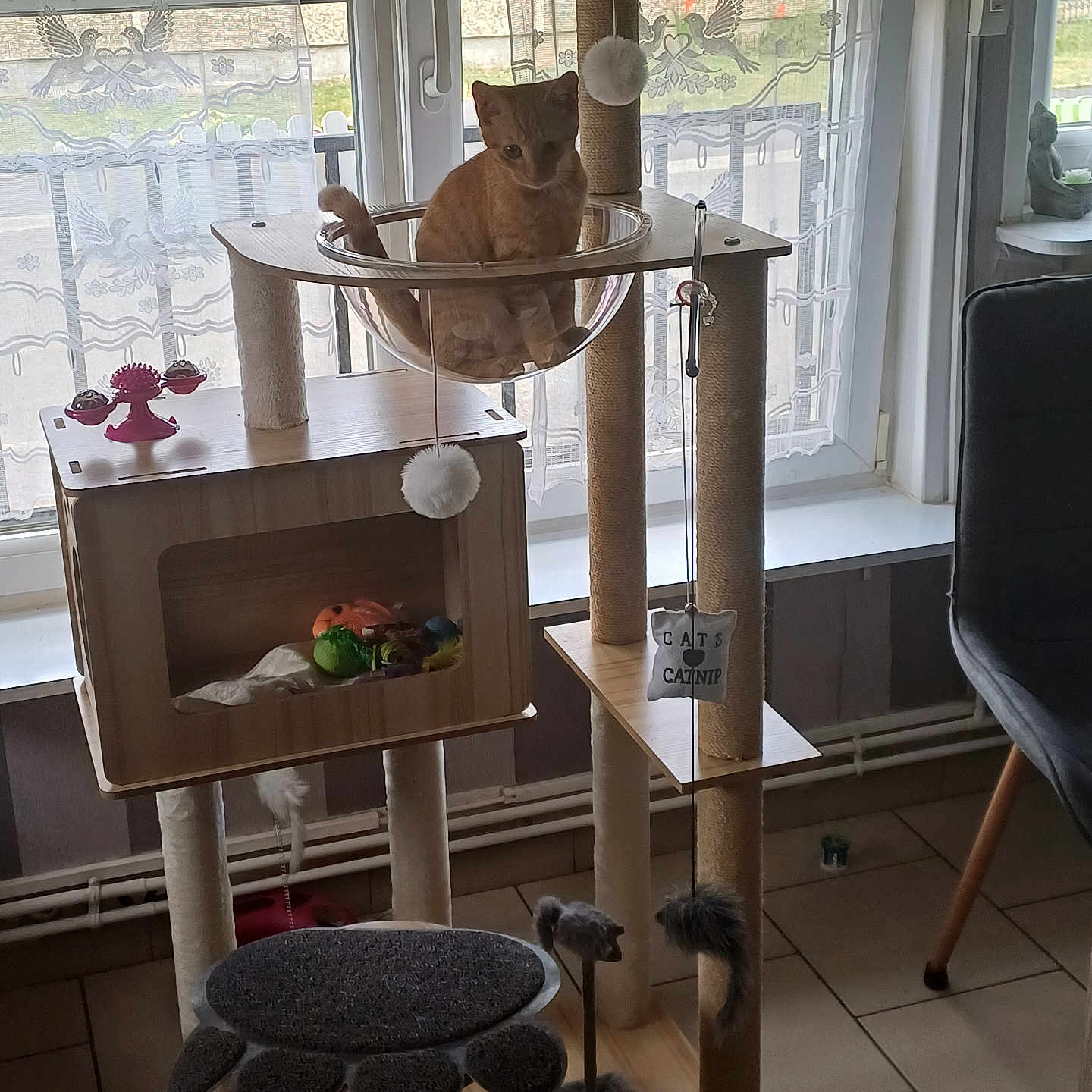 Gribouille a rejoint le concours — aidez-le/la à gagner de superbes lots ! animal, cat, cat_toys, cat_tree, chair, cozy_room, curtains, cute, daylight, floor_tiles, furniture, home, indoor, orange_cat, pet, playful, resting, scratching_post, transparent_bubble, window