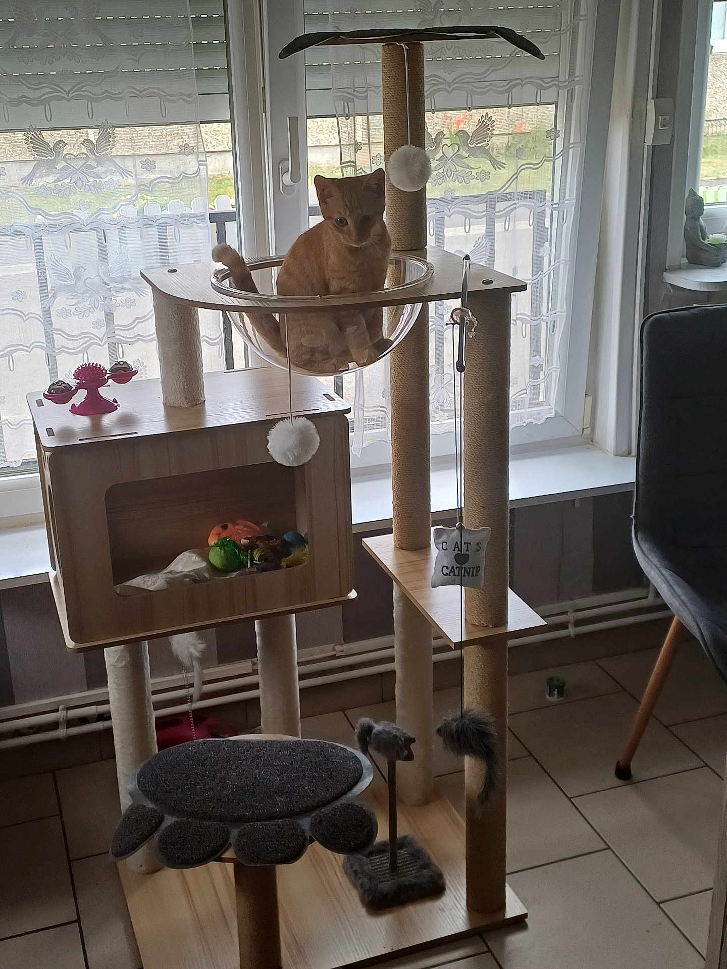 Gribouille a rejoint le concours — aidez-le/la à gagner de superbes lots ! cat, cat_tree, cat_toys, scratching_post, indoor, orange_cat, window, curtains, furniture, floor_tiles, chair, daylight, pet, transparent_bubble, playful, cozy_room, home, animal, resting, cute