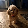 dog, small_dog, curly_fur, indoor, floor, tile_floor, shadow, kitchen, refrigerator, door, dim_light, pet, animal, looking_at_camera, collar, cute, home, room, curious, standing