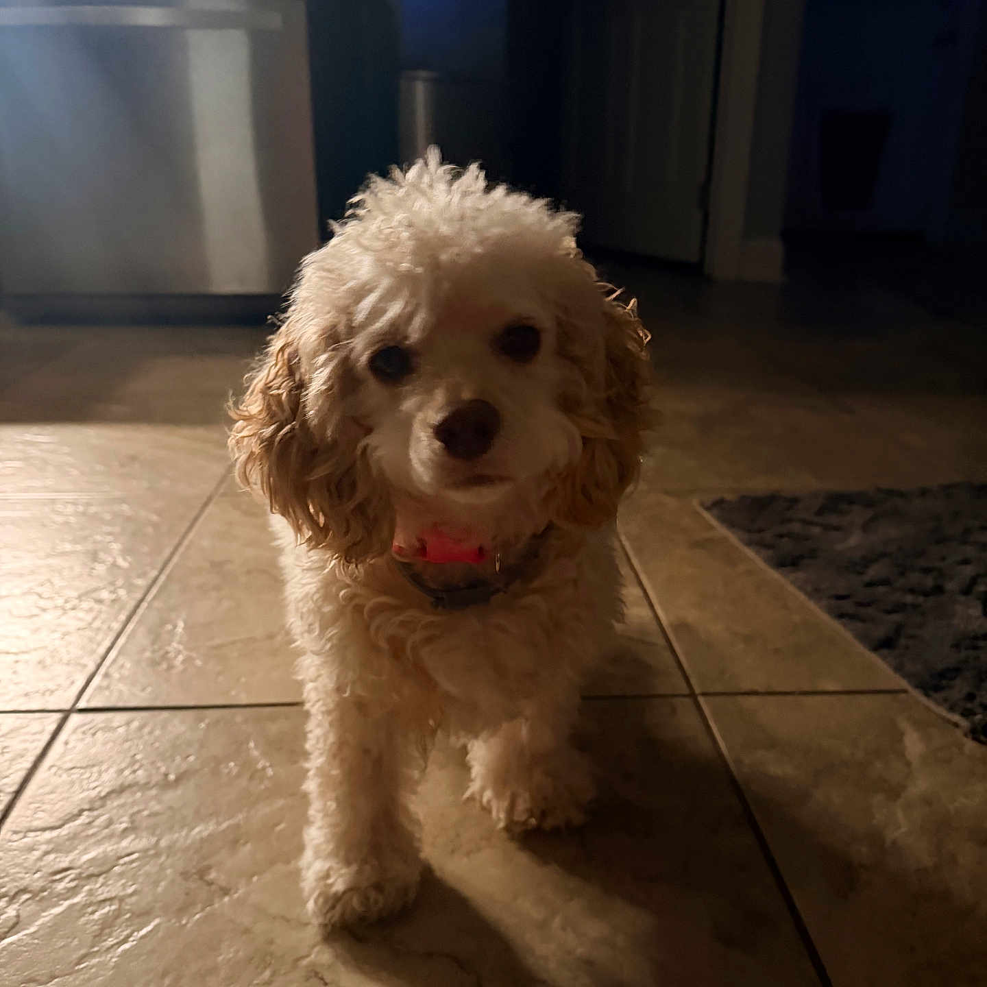 Daisy is registered to the contest to win money with this photo: dog, small_dog, curly_fur, indoor, floor, tile_floor, shadow, kitchen, refrigerator, door, dim_light, pet, animal, looking_at_camera, collar, cute, home, room, curious, standing