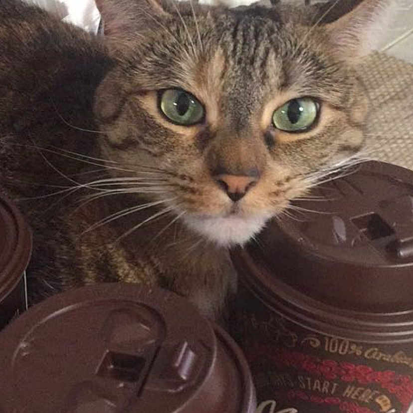 Melody is registered to the contest to win money with this photo: asian, carnivore, cat, domestic_short_haired_cat, felidae, kitten, small_to_medium_sized_cats, wheel, whiskers