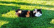Tia a rejoint le concours — aidez-le/la à gagner de superbes lots ! animal, calico_cat, cat, cute, daylight, domestic_animal, feline, fur, garden, grass, greenery, mammal, nature, outdoor, pet, relaxed, resting, shadow, summer, sunlight