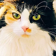 Tia a rejoint le concours — aidez-le/la à gagner de superbes lots ! animal, black_fur, calico_cat, cat, close_up, cute, domestic_cat, face, feline, fluffy_fur, green_eyes, indoor, muzzle, orange_fur, pet, pink_nose, portrait, soft_light, whiskers, white_fur