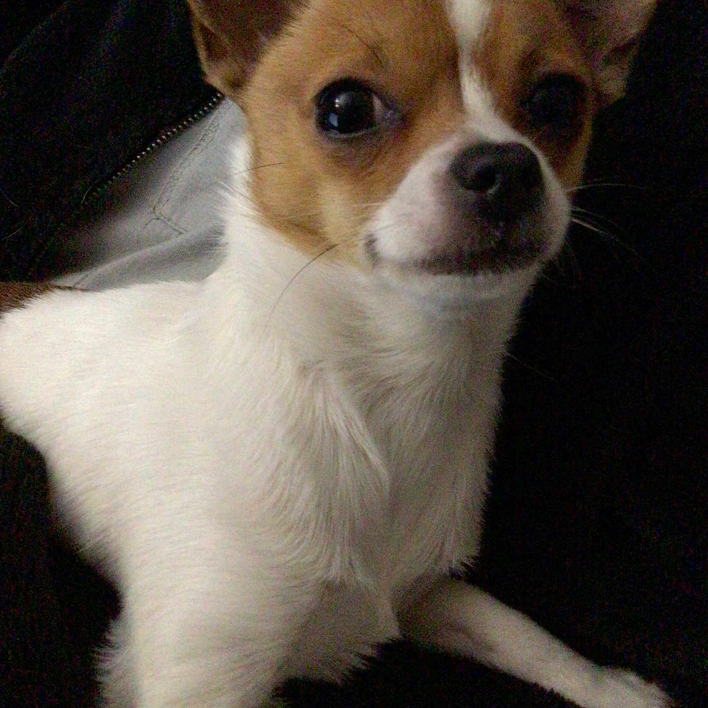 Vanille a rejoint le concours — aidez-le/la à gagner de superbes lots ! animal, canine, chihuahua, cockerspaniel, dog, papillon, pet, puppy