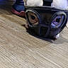 dog, pet, animal, muzzle, protective_gear, face, eyes, paws, floor, wood_floor, indoor, home, portrait, close_up, funny, costume, canine, crawling, blue, photography