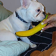 Lilly is registered to the contest to win money with this photo: dog, french_bulldog, pet, banana, bed, bedroom, indoor, animal, white_dog, collar, sitting, profile, hand, human_hand, blanket, bedding, cushion, portrait, funny, domestic_animal