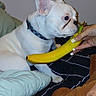 dog, french_bulldog, pet, banana, bed, bedroom, indoor, animal, white_dog, collar, sitting, profile, hand, human_hand, blanket, bedding, cushion, portrait, funny, domestic_animal