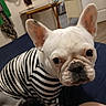 dog, french_bulldog, pet, portrait, close_up, white_dog, striped_clothing, costume, large_ears, black_nose, wide_eyes, indoors, bed, bedroom, furniture, home, cute, funny, animal, selfie