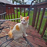 Bean is registered to the contest to win money with this photo: cat, orange_and_white_cat, outdoor, deck, metal_chair, wooden_deck, green_grass, trees, cloudy_sky, pet, animal, feline, sitting, nature, daylight, garden, railing, house, relaxing, quiet